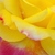 Rumeno - roza - Vrtnica čajevka - Horticolor